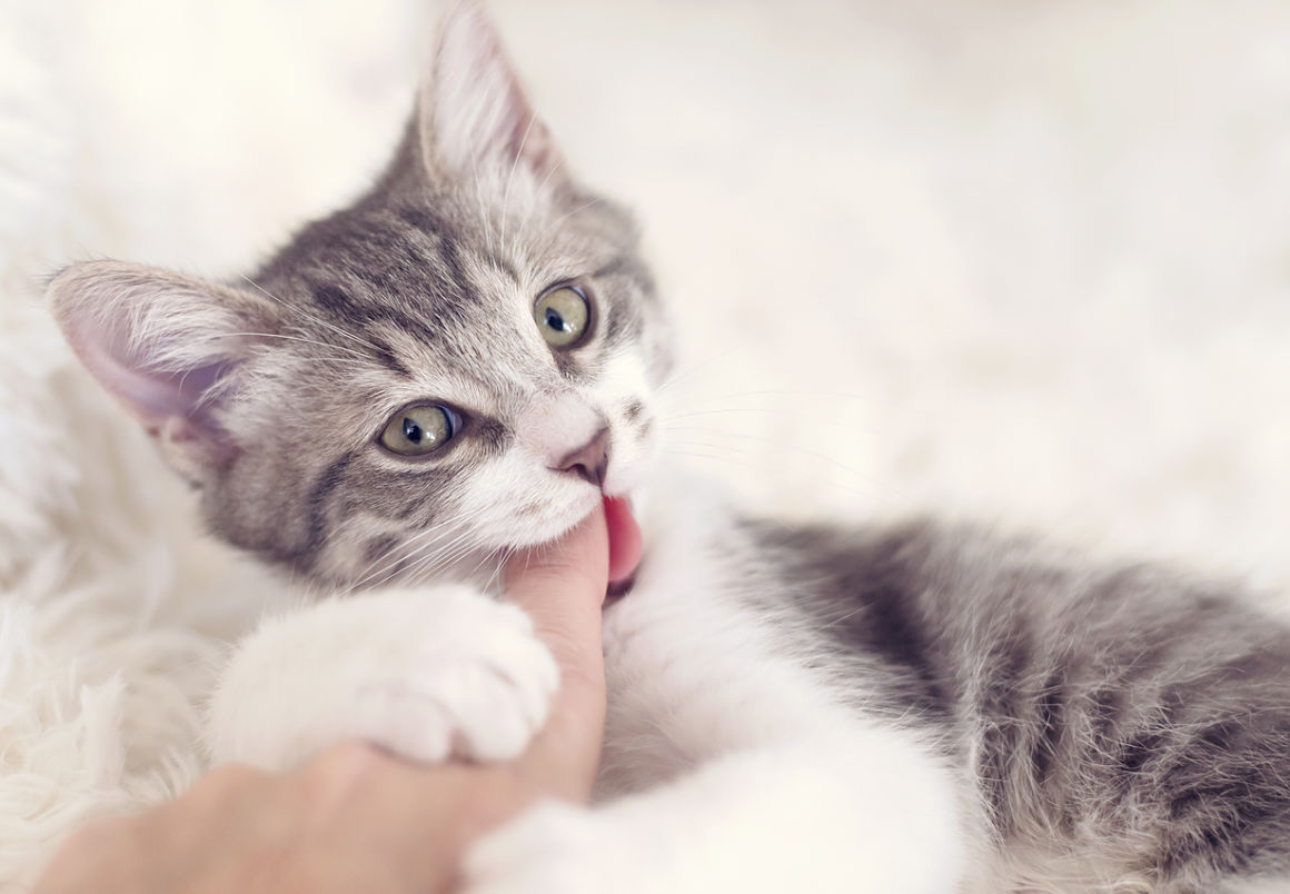 come-sgridare-un-gatto-2.jpg