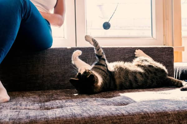 Come addestrare un gatto? 6 consigli da seguire