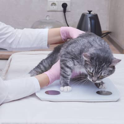 La importancia de mantener el peso ideal en gatos