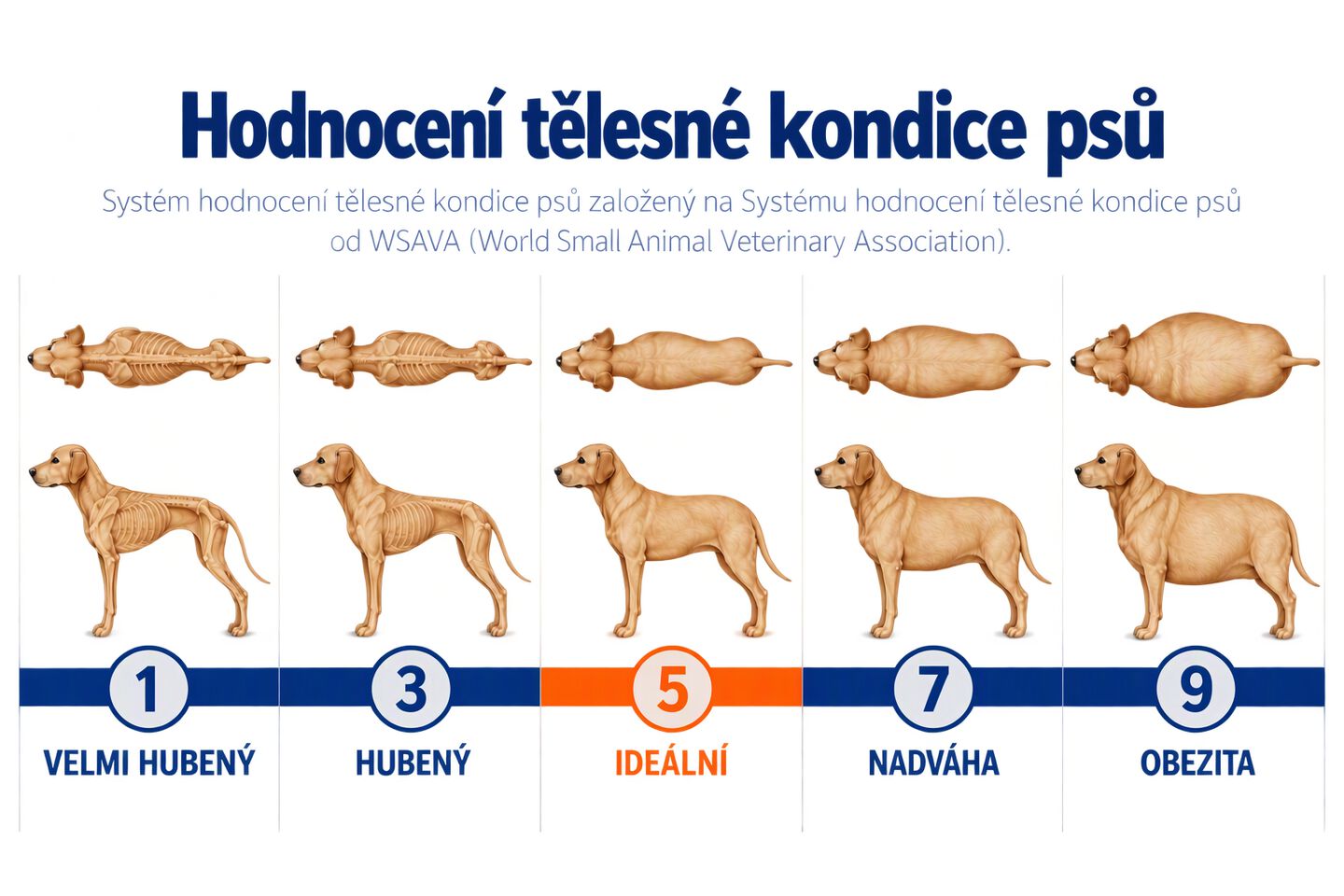 puntuaci&oacute;n de condici&oacute;n corporal para perros