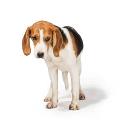 Que faire si mon chien se cache ?&nbsp;