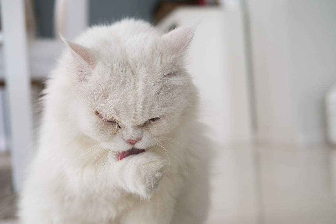 mon-chat-se-gratte-beaucoup-2.jpg