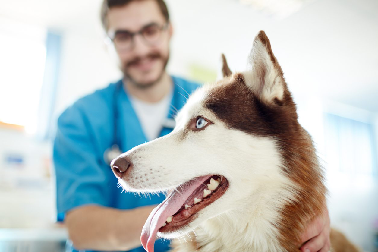 symptome-leishmaniose-chien-002.jpg