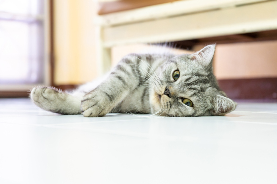 gatos-calor-2.jpg