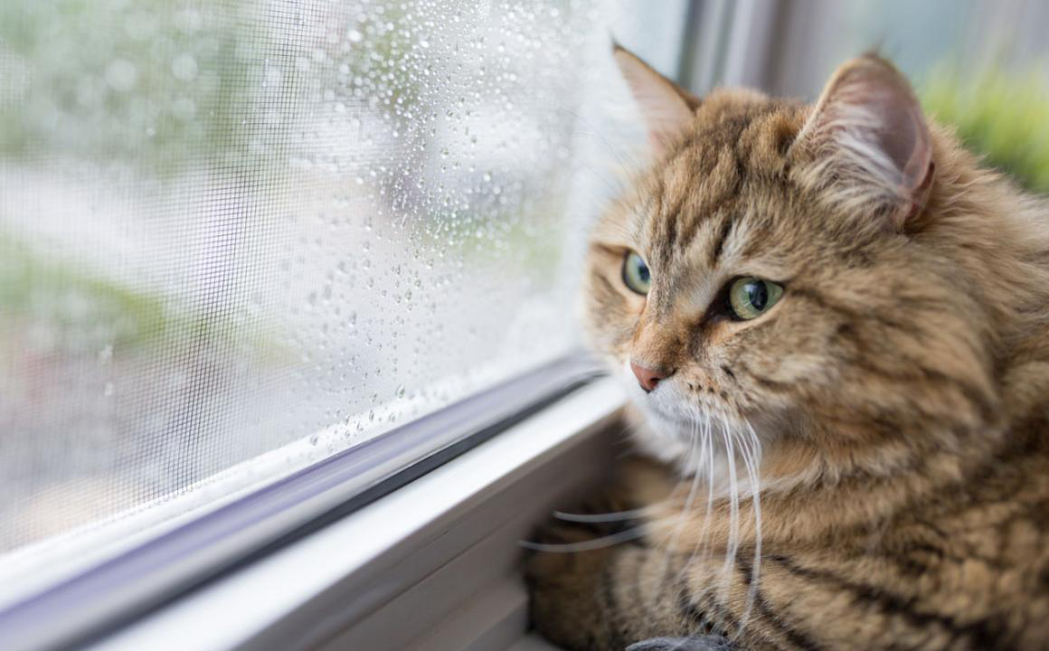 INSUFFISANCE R&Eacute;NALE DU CHAT ET ESP&Eacute;RANCE DE VIE