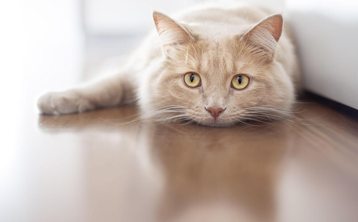 Gato enfermo, &iquest;c&oacute;mo saber si mi gato lo est&aacute;?