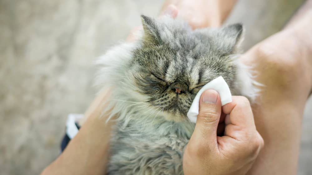 conjuntivite-em-gatos-002.jpg