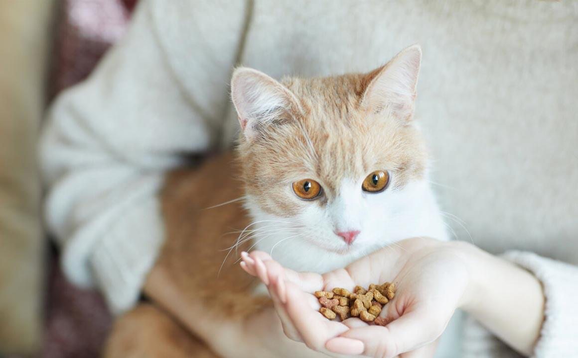 &iquest;C&oacute;mo dar de comer a un gato correctamente? &iexcl;Respondemos a tus dudas!