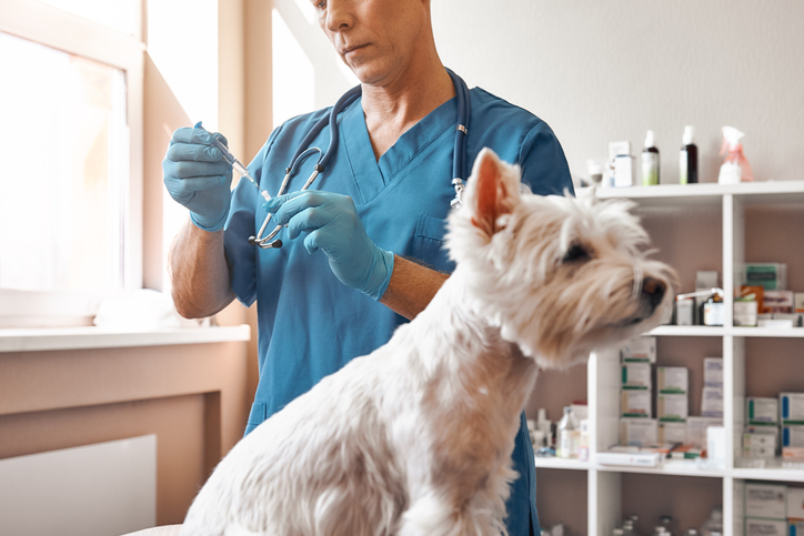 vacuna-alergia-perros-2.jpg