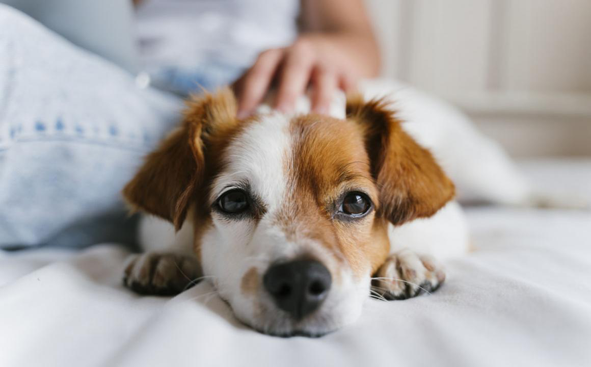 &iquest;Qu&eacute; debes saber sobre los coccidios en perros?
