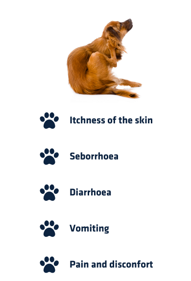 Dog scratching