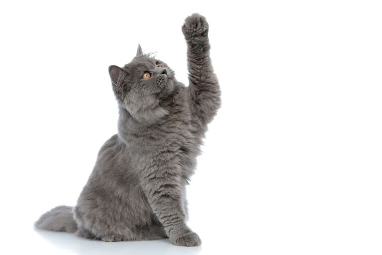 Kedi ayağı kırılması durumunda ne yapılır?