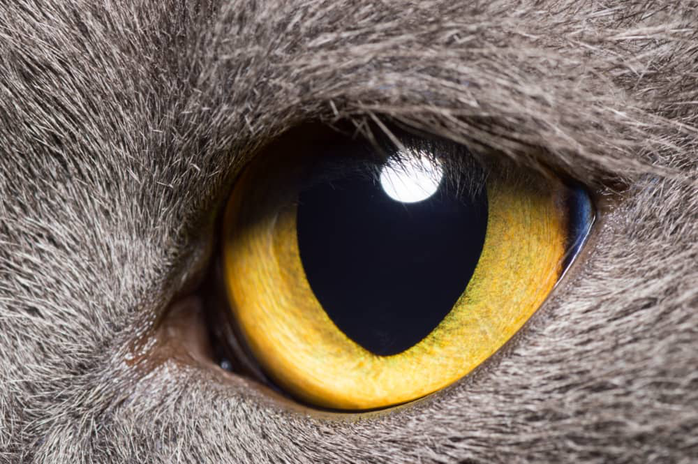 pupilas-dilatadas-en-gatos-02.jpg