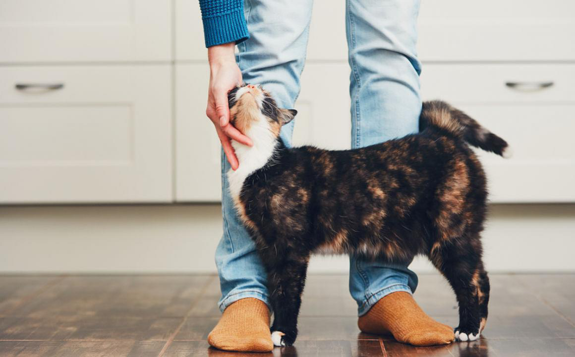 Hai un gatto afono? Ecco le possibili cause