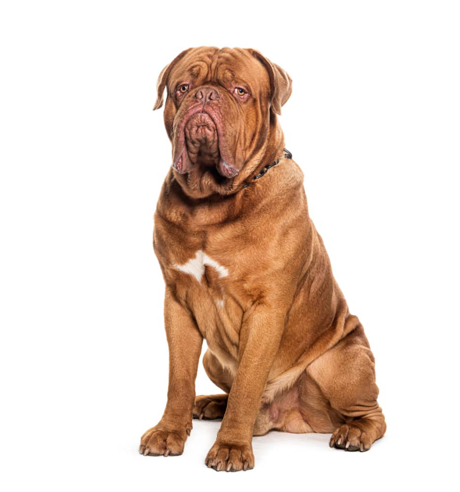 displasia-cadera-perros-002.jpg
