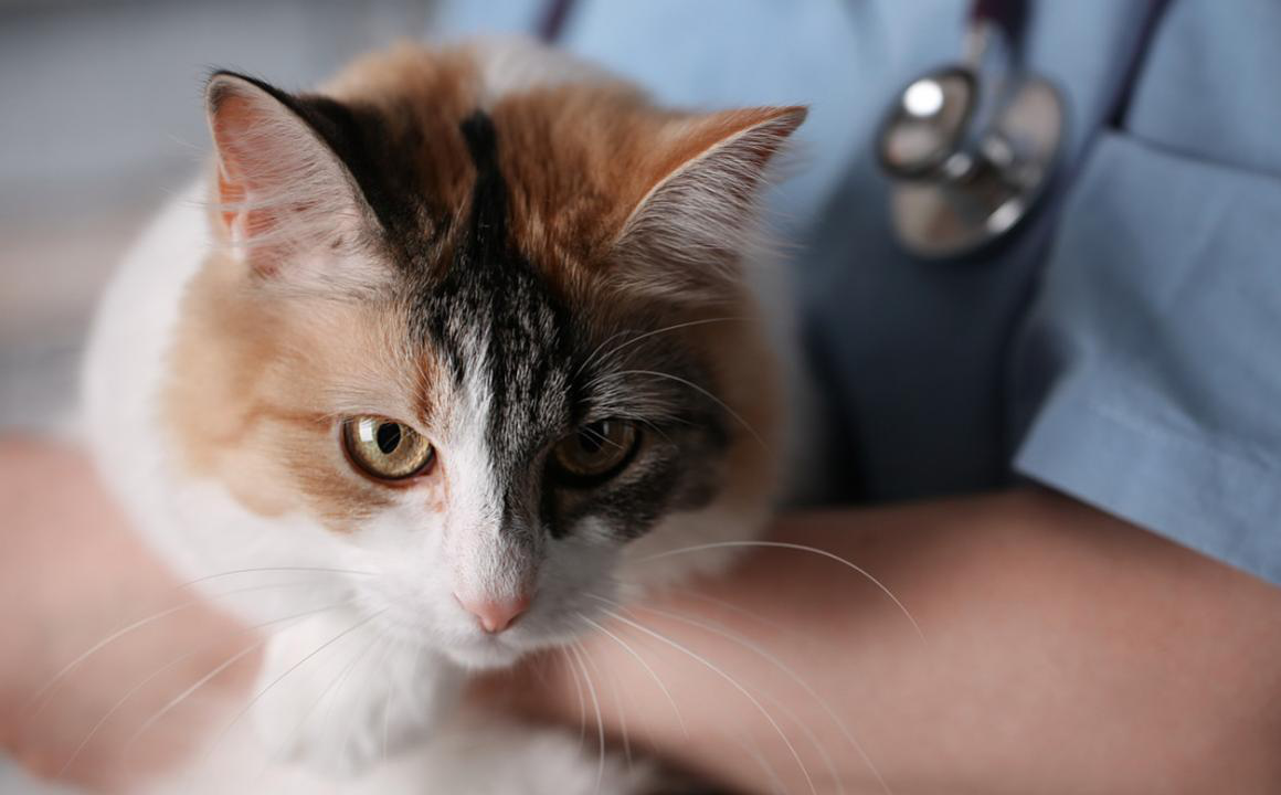 Avvelenamento gatto: sintomi e come agire