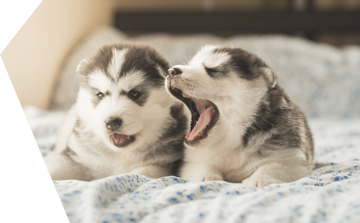 the husky puppy