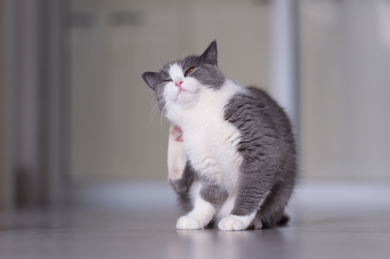 Vacuna para alergia en gatos. &iquest;Qu&eacute; es?