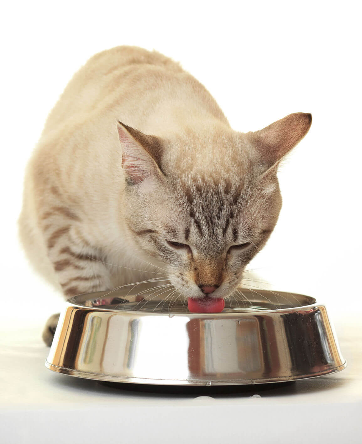 mon-chat-ne-boit-pas-1.jpg