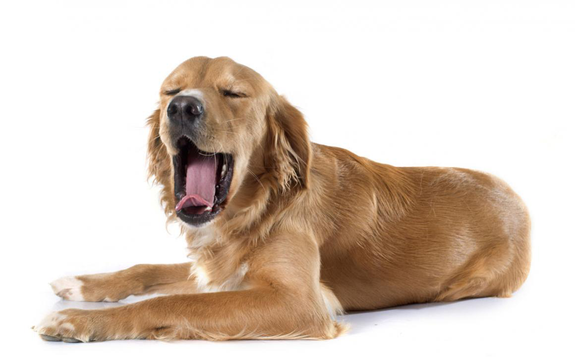 Pourquoi mon chien b&acirc;ille-t-il ?