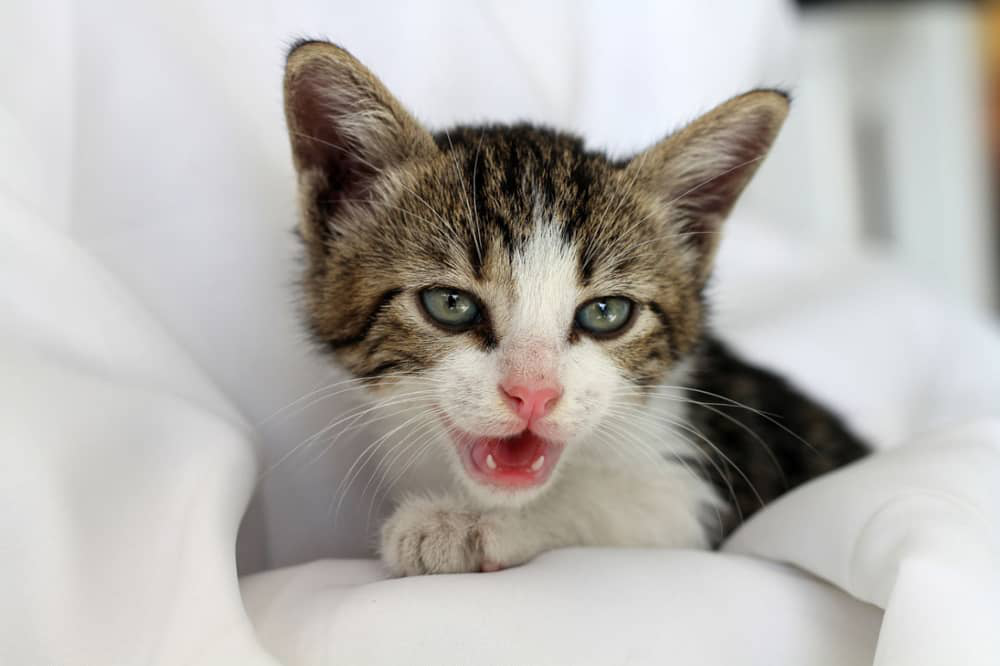 gato-no-para-maullar-002.jpg