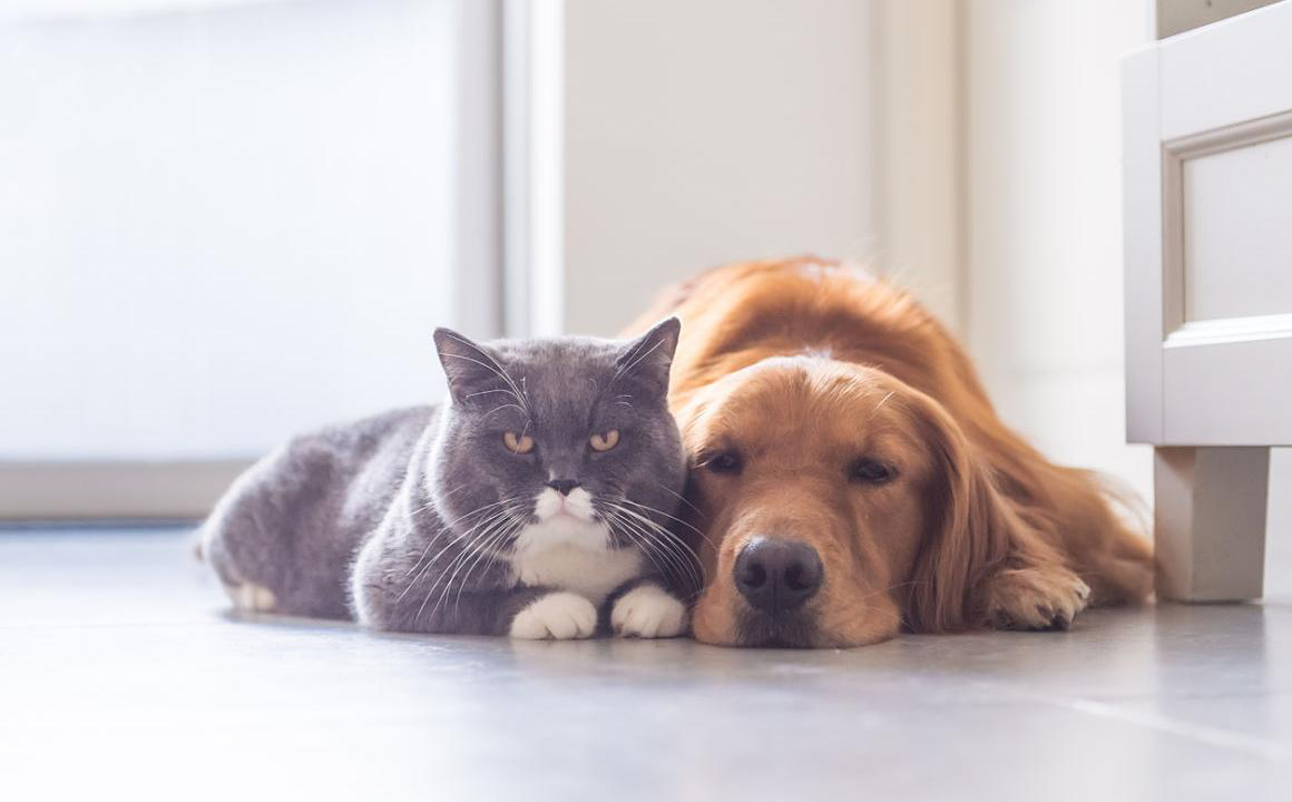 Comment passer le confinement d&ucirc; au COVID-19 avec votre chien ou votre chat
