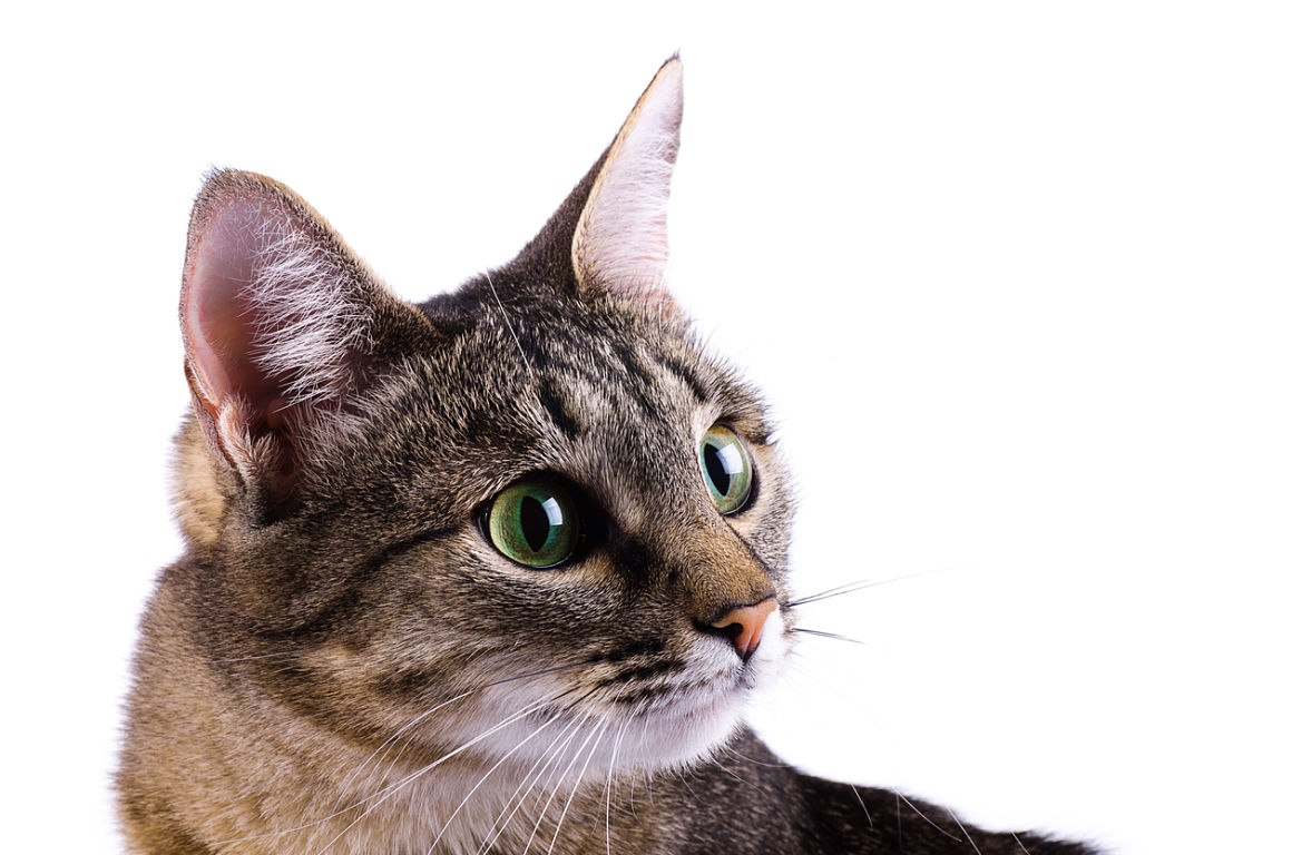 gatto-afono-2.jpg