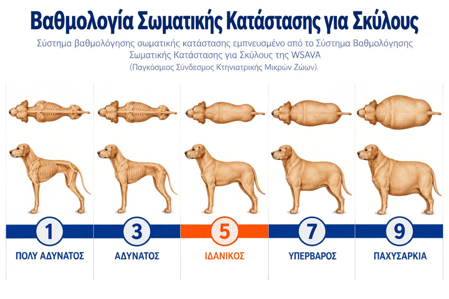 puntuaci&oacute;n de condici&oacute;n corporal para perros