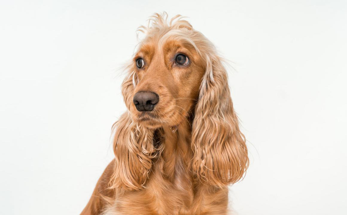 &iquest;Por qu&eacute; los perros comen sus heces? Motivos y c&oacute;mo evitarlo