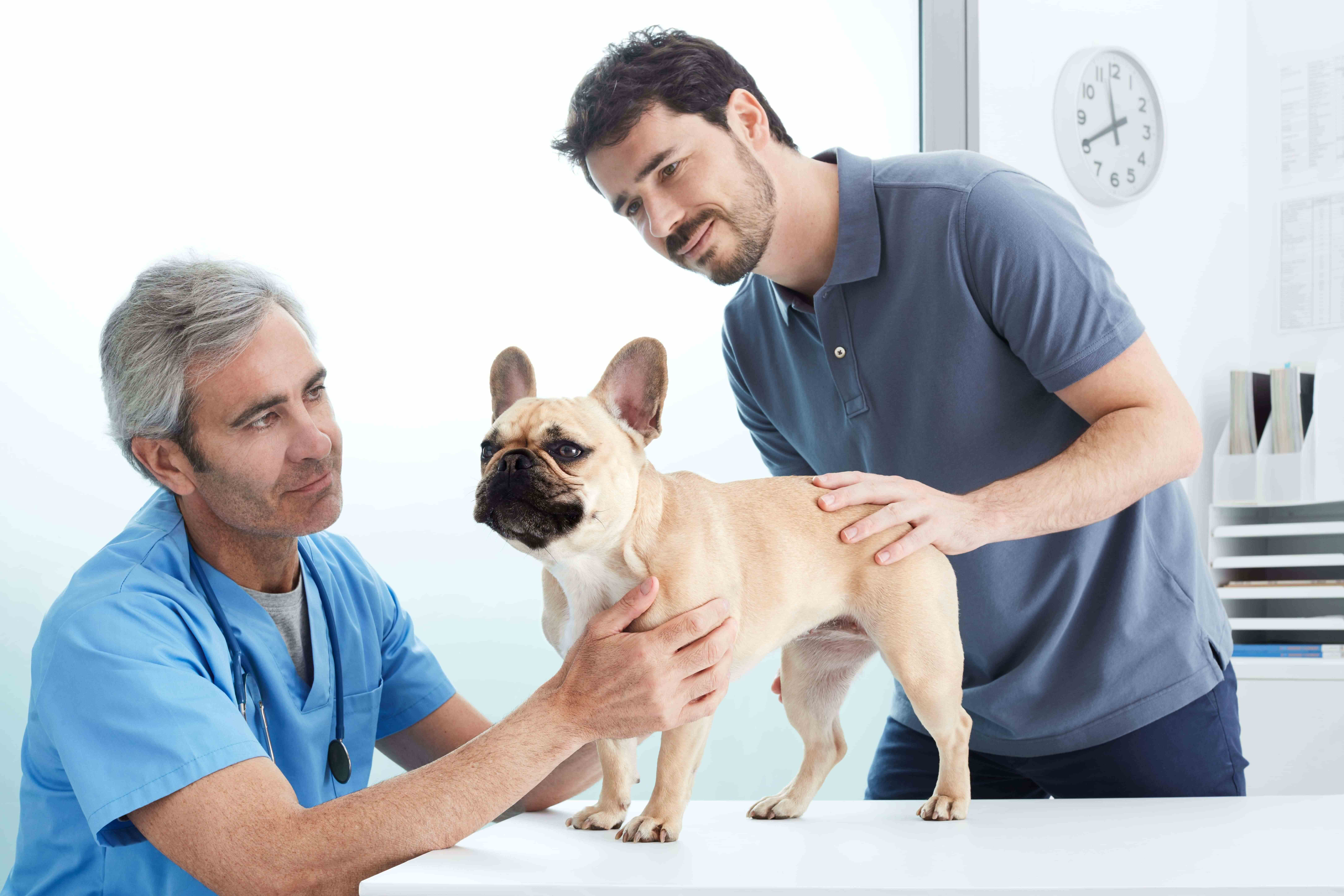 tutori-per-cani-2.jpg