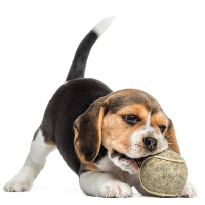 4 trucos para ense&ntilde;ar a un cachorro a no morder