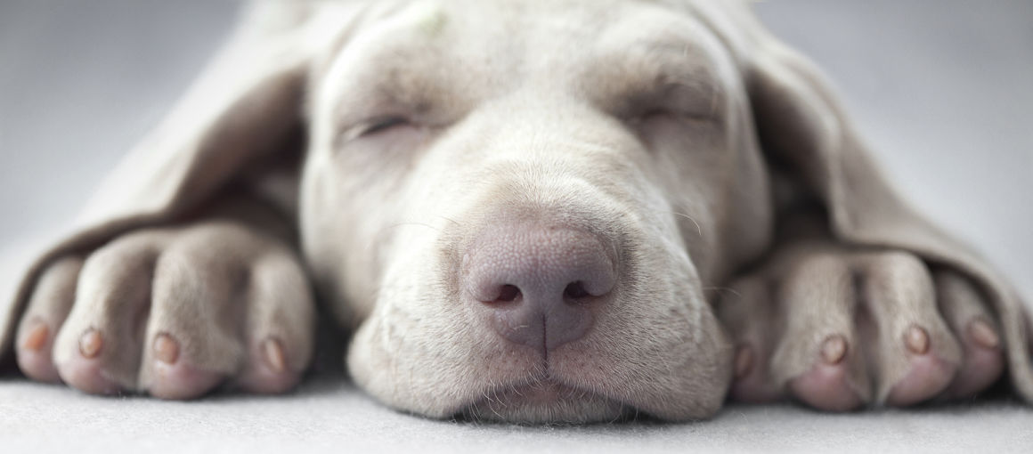 mon-chien-a-le-nez-qui-coule-2.jpg