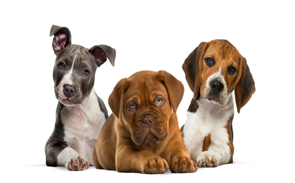 Solu&ccedil;os em c&atilde;es: Causas e recomenda&ccedil;&otilde;es
