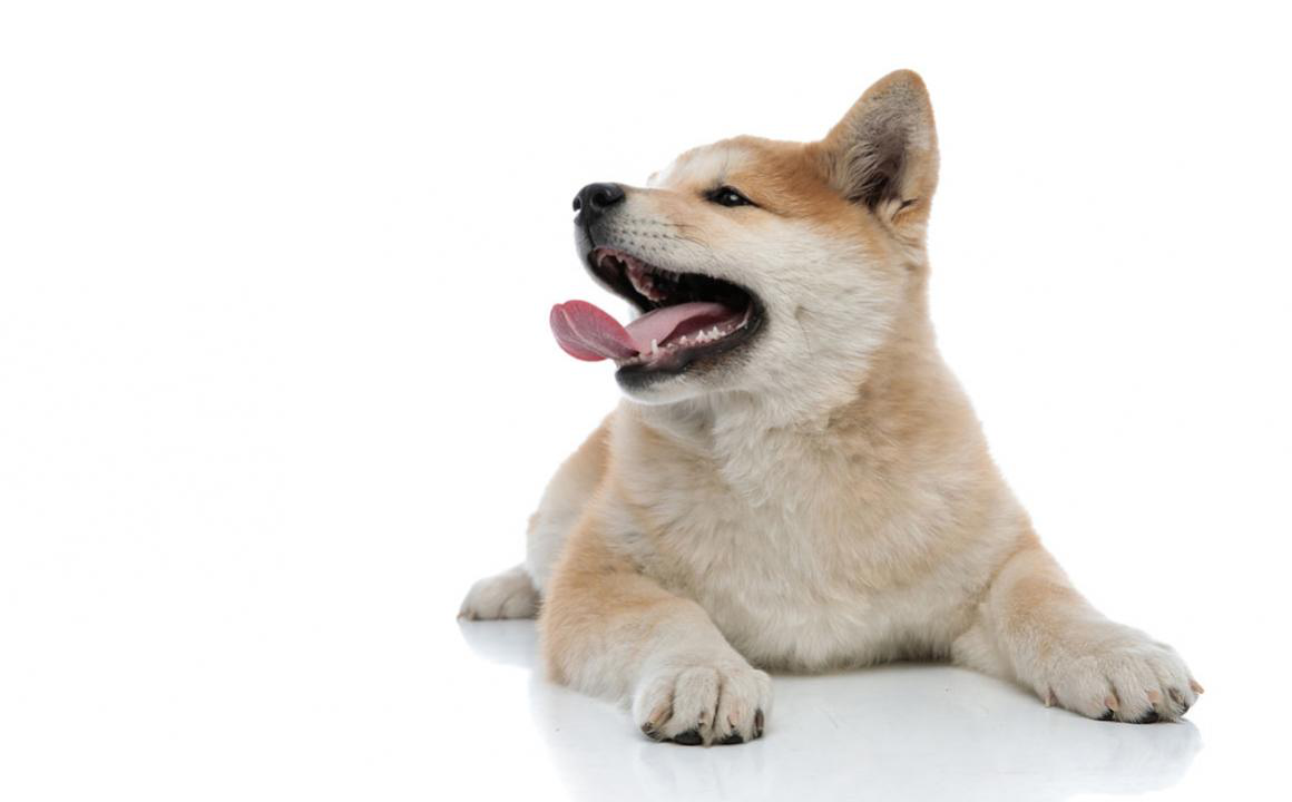 El akita japon&eacute;s