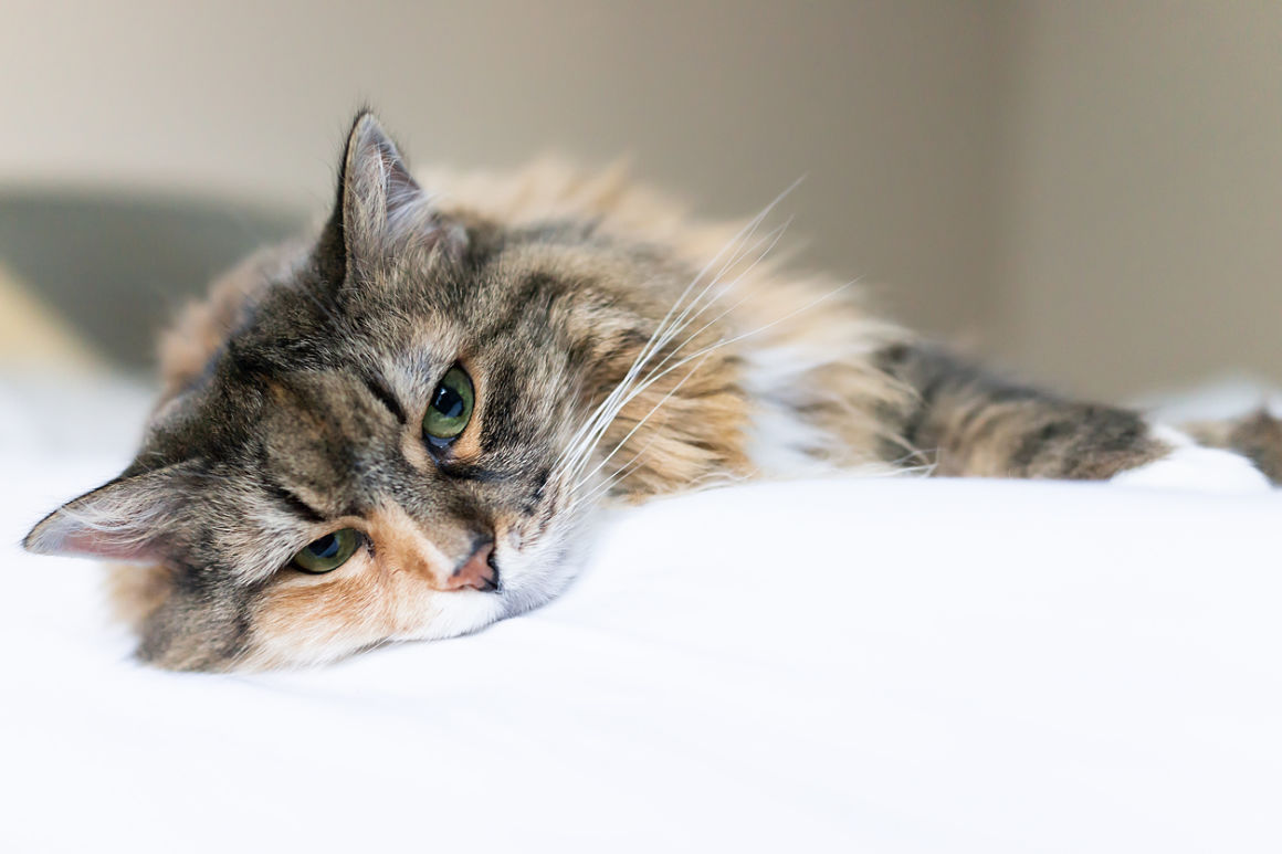 gatto-stanco-2.jpg