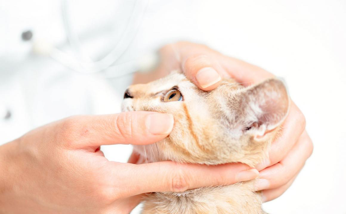 KEDİMİN BİR G&Ouml;Z&Uuml; SULANIYOR. SEBEPLERİ NELER OLABİLİR?