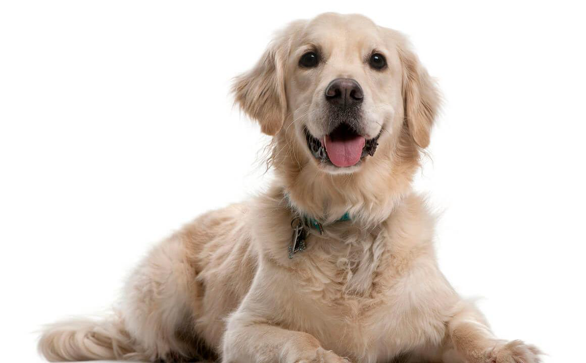 CHIEN QUI HAL&Egrave;TE BEAUCOUP : QUELLES EN SONT LES RAISONS ?