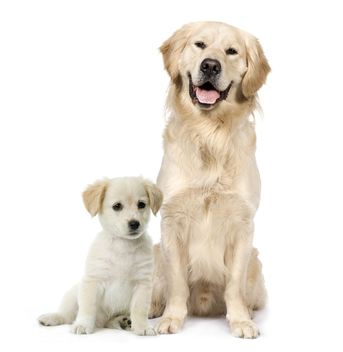 wanneer-is-een-hond-volwassen-002.jpg