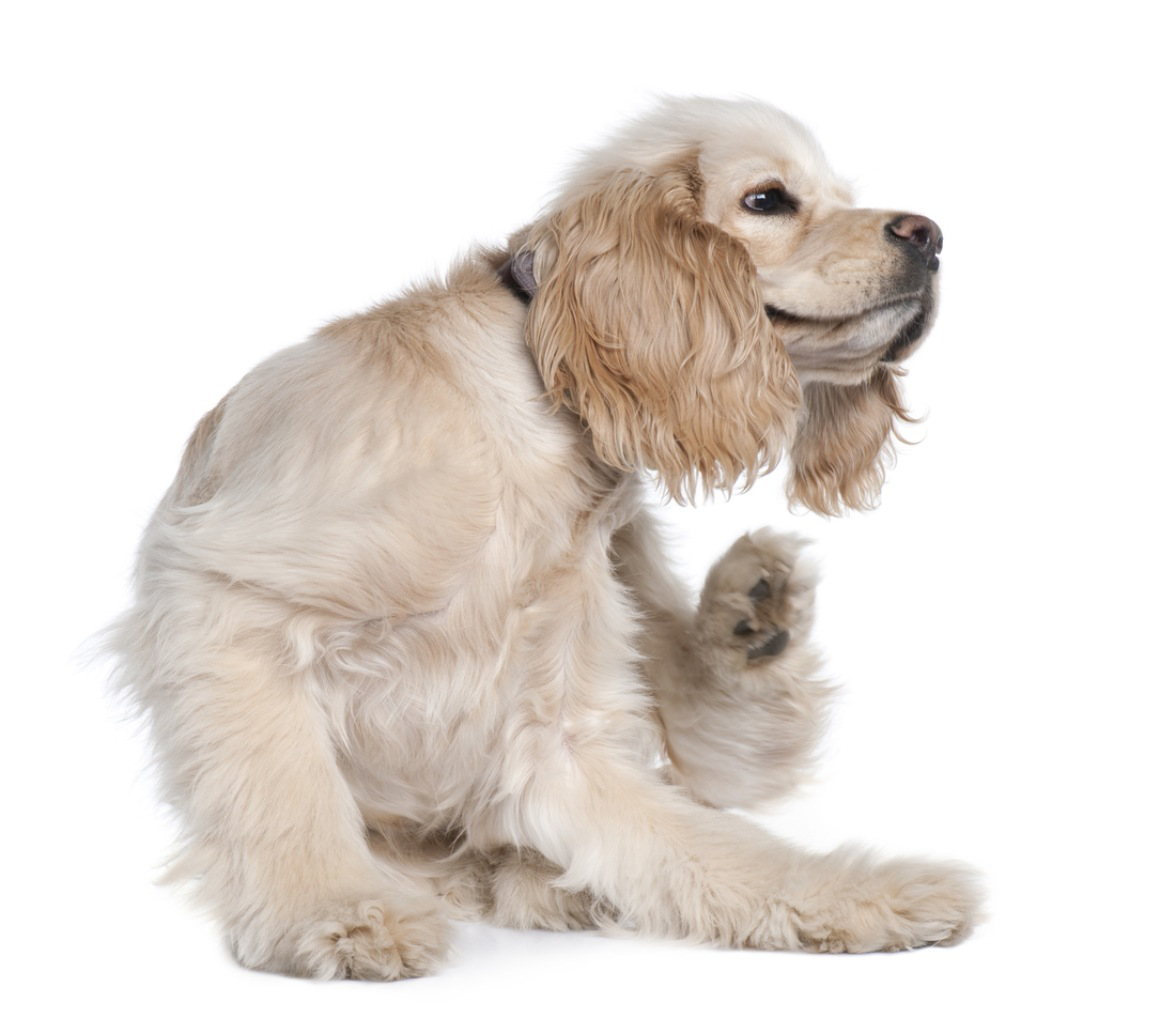 irritazione-cutanea-cane_2.jpg