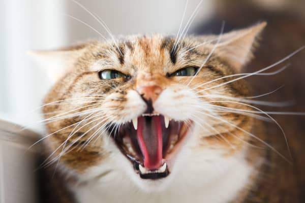 Mi gato ataca a mi otro gato: &iquest;qu&eacute; puedo hacer?