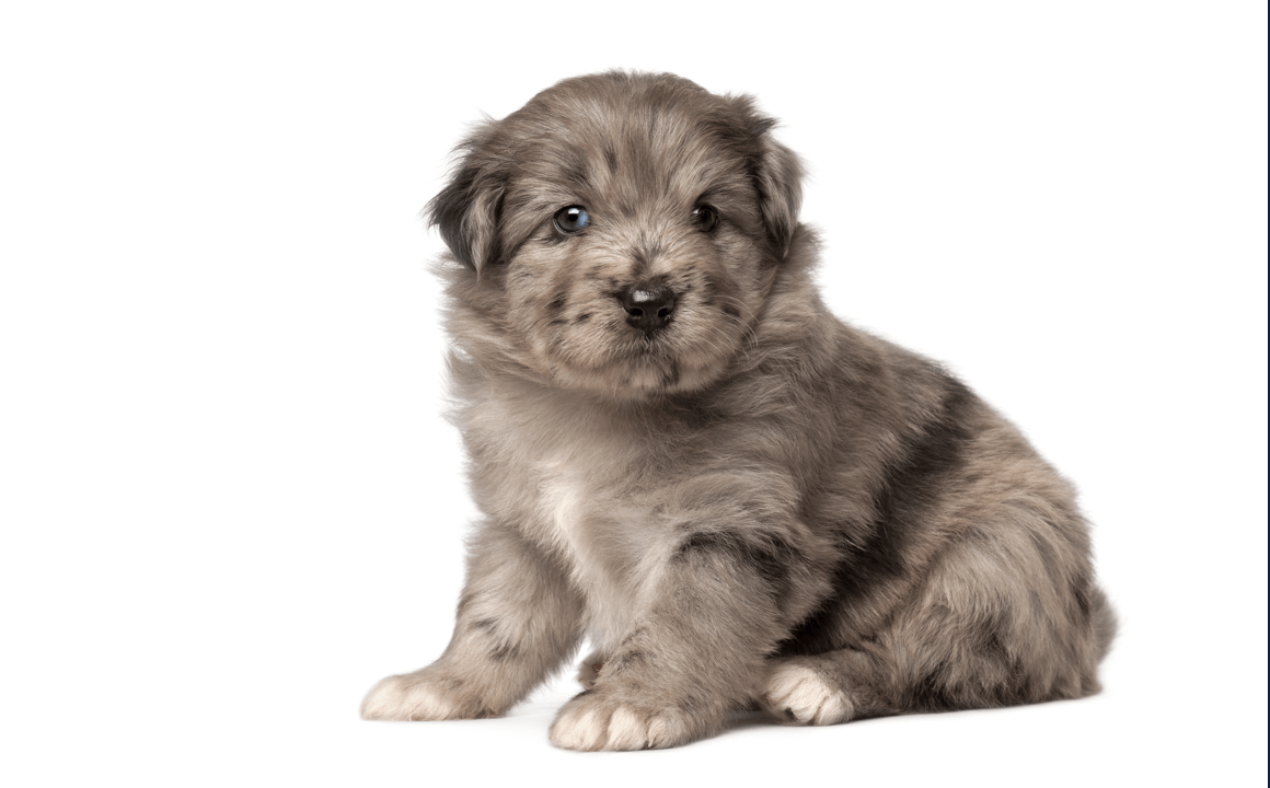 The pyrenean shepherd The pyrenean shepherd puppy