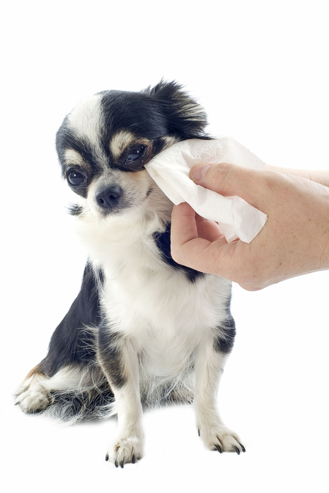 mon-chien-a-les-yeux-rouges-2.jpg