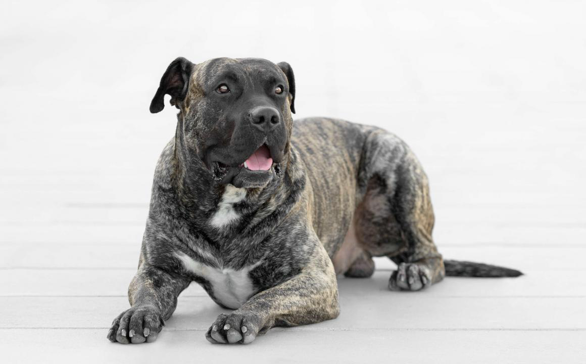 Dogo Canario