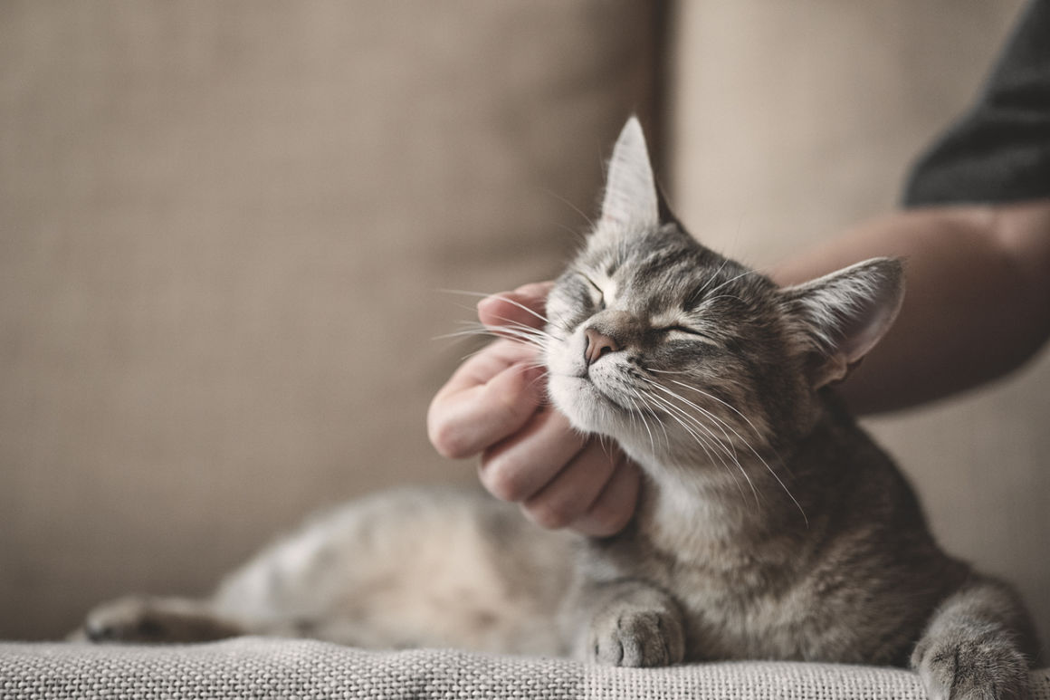 como-relajar-a-un-gato-2.jpg