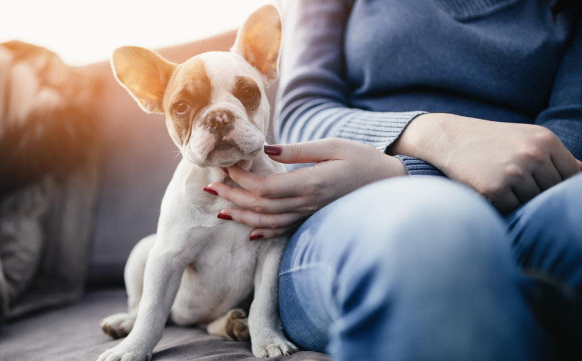Diarrh&eacute;e sanglante chez le chien