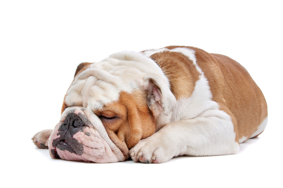 mon-chien-ronfle-2.jpg