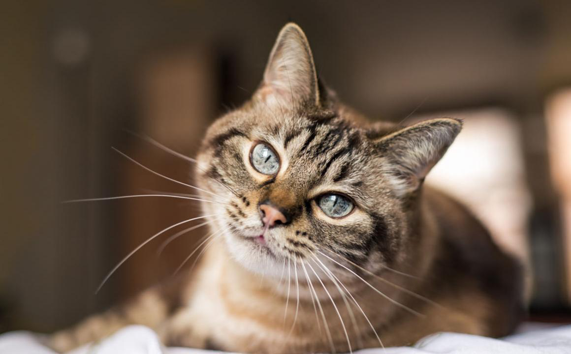 Sang dans les selles du chat : que faire ?