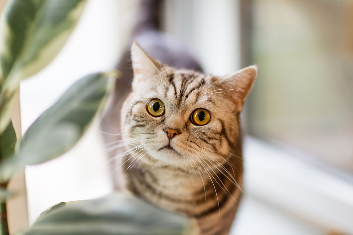 nuovo-gatto-in-casa-2_0.jpg