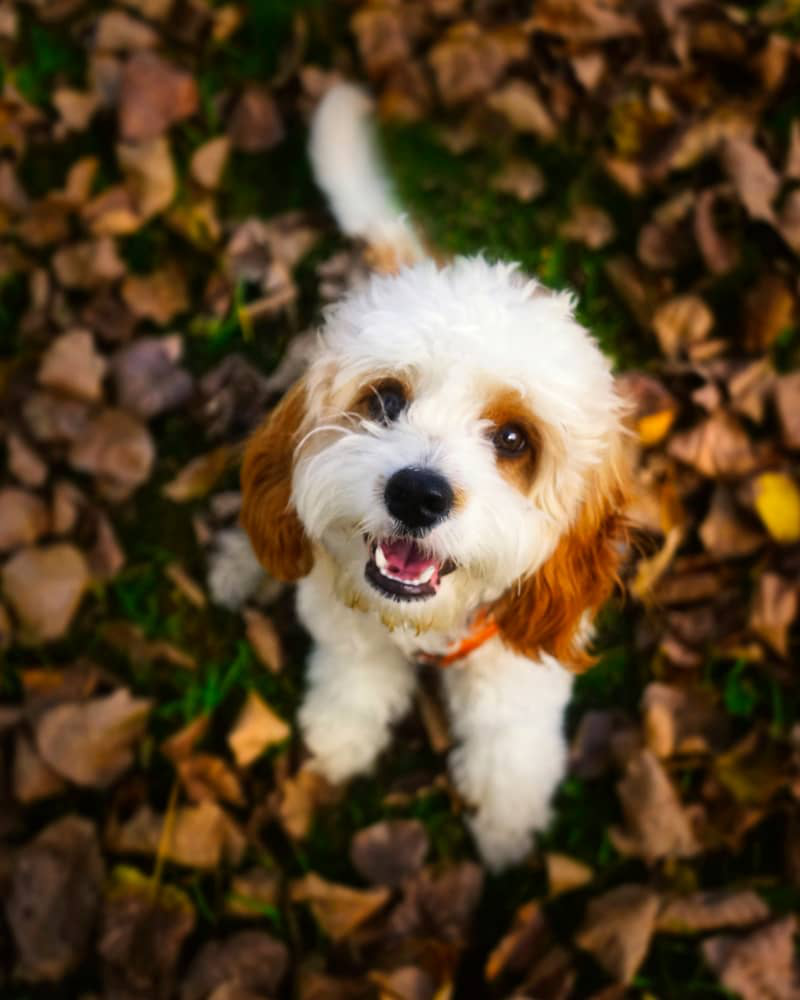 Teigne-chien-003.jpg