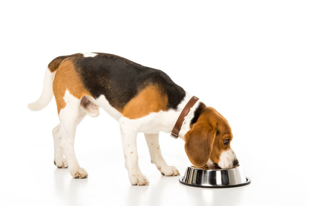 perros-comer-guisantes-002.jpg